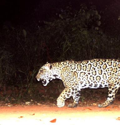 BOLIVIA Jaguar_big cat (c) Rosario Arispe en Claudia Venegas.jpg