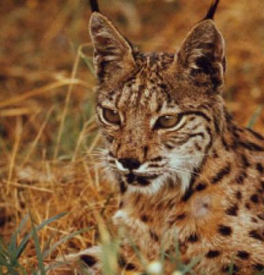 De Iberische lynx - iberian R Fritz Vollmar_WWF-Canon.jpg