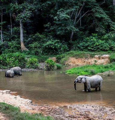 elephants africa gabon forest