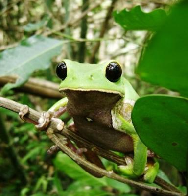 Frog in Maderacre forest