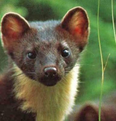 pine marten  Vincent Wildlife Trust