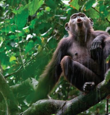 IUCN FSC & apes