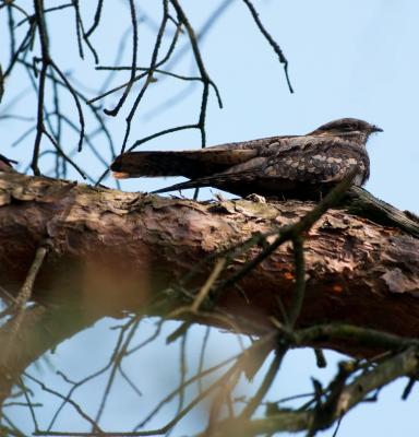 Nachtzwaluw Nightjar (bird) 