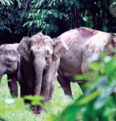 forest elephant in Malaysia