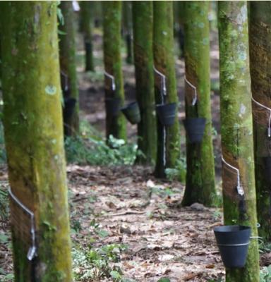 natural latex from rubber trees