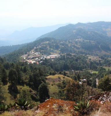 mexico forest landscape