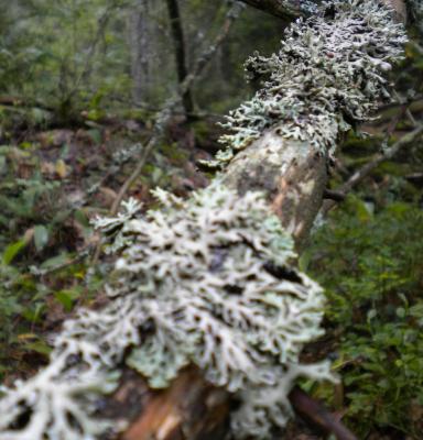 tree lichens swedish forest sweden