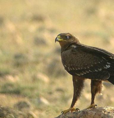 bastaardarend - spotted eagle - aigle criard 