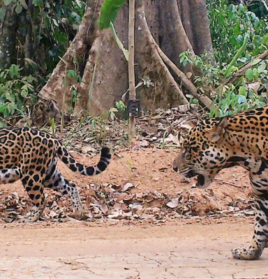 jaguars in forest