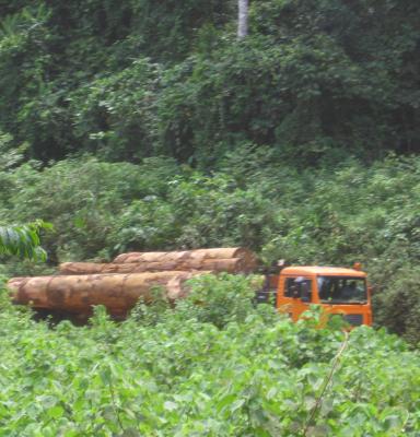 logging truck in forest