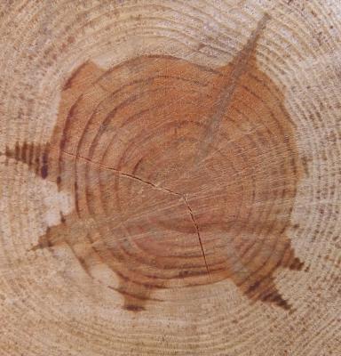 tree annual rings