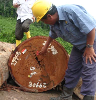 identification of harvested wood