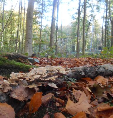 Mushroom in spring forest