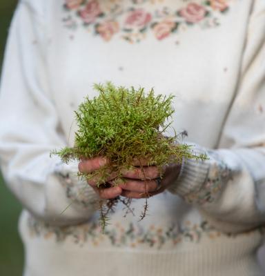 Moss in hands