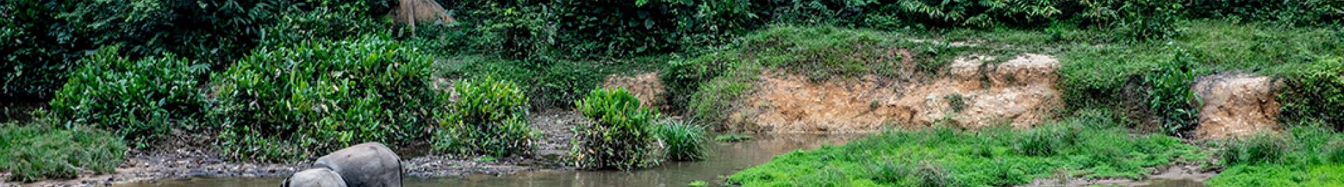 Forest elephants