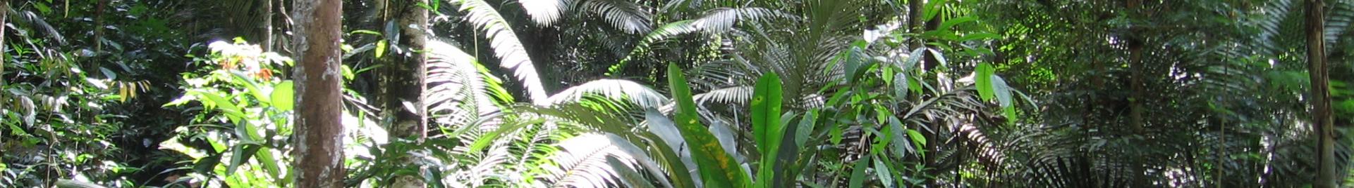 FSC forest in Brazilian Amazon