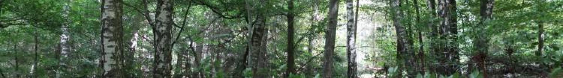 Italian FSC forest