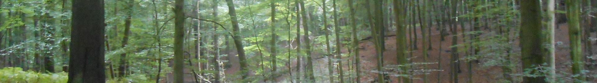 Sonian forest reserve