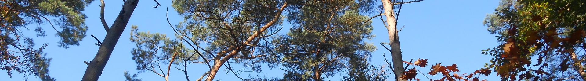 Canopy Belgian FSC forest