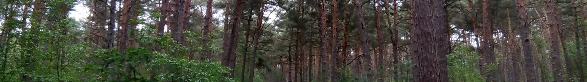 Pine forest in Flanders