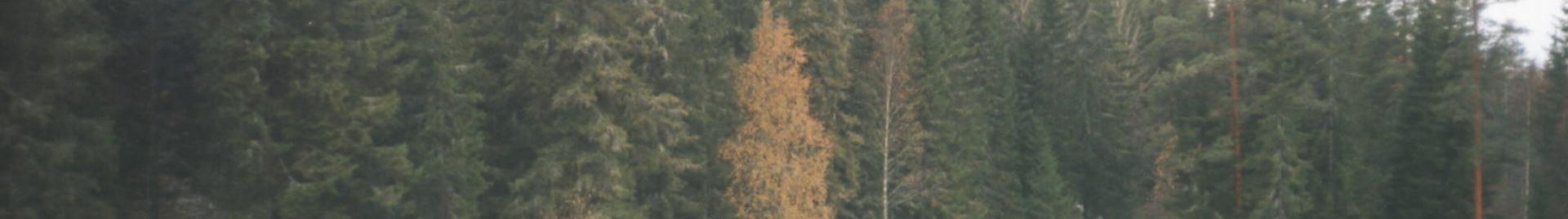 Finnish forest