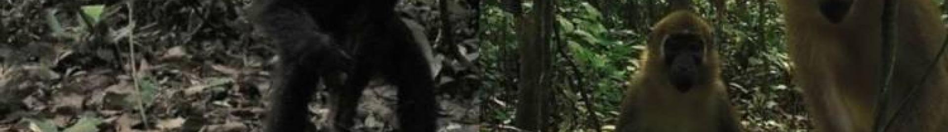 Monkey on camera - Gembloux Univ research