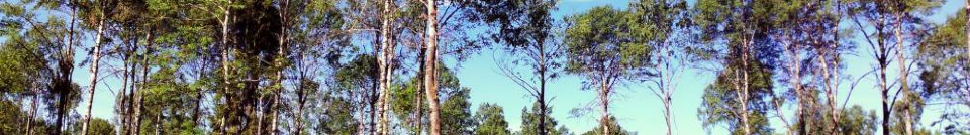 Birch tree Russian forest