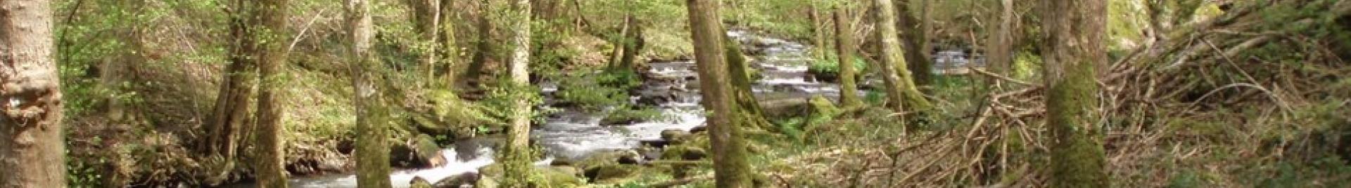 Walloon forest with river
