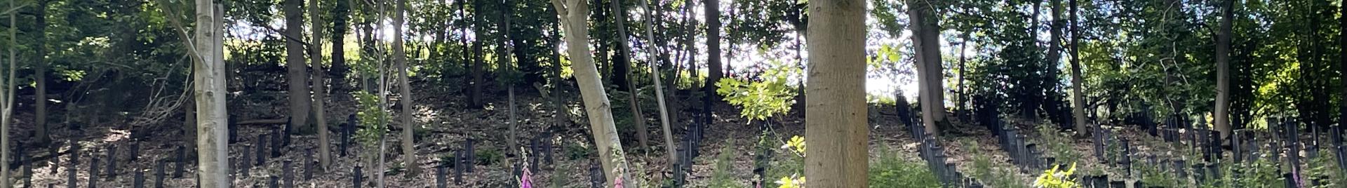 tree planting in walloon forest