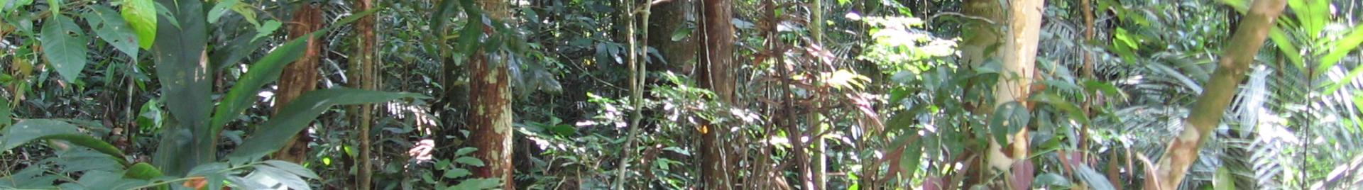 FSC forest in Amazon 