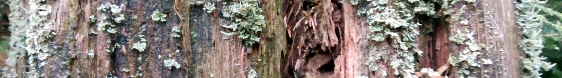 mushrooms on tree in belgian FSC forest