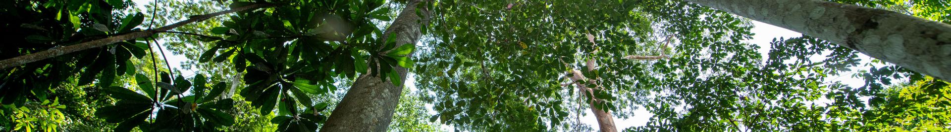 Gabon © FSC International