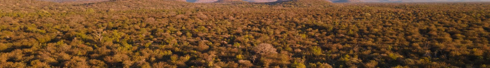 Namibia bush encroachment