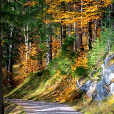 FSC forest in Italy