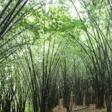 Bamboo plantation AllpaBambu (c) FSC Ecuador - Karla Salvador