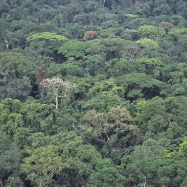 African rainforest CIB