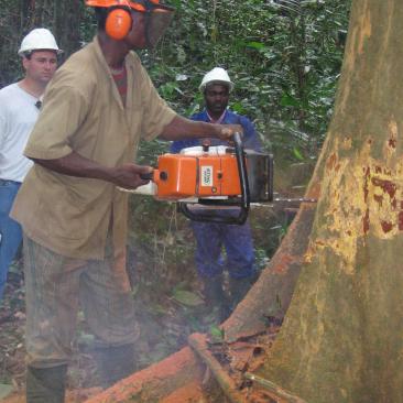 Forest worker in African FSC-certified concession
