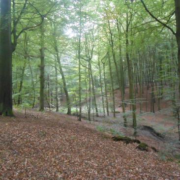 Sonian forest reserve