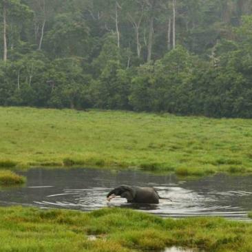 Elephant in Congo forest
