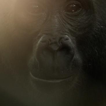 Gorilla_screenshot uit documentairefragment_website WDR