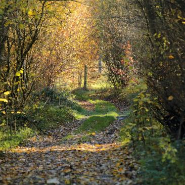 FSC forest Limburg - bosgroep