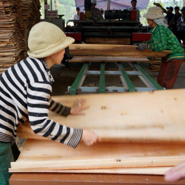 Veneer plywood cooperative vietnam (c) Mallory Graves _ Phan Van Trung.png
