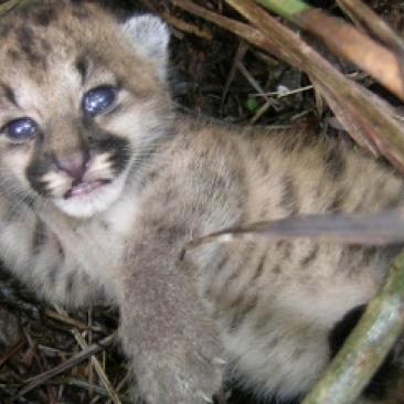 Puma (vlamir jose rocha) - in klabin plantage.
