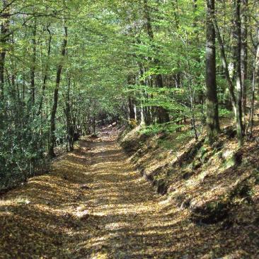 Forest road in Walloon forest