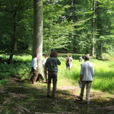 Audit in Sonian forest