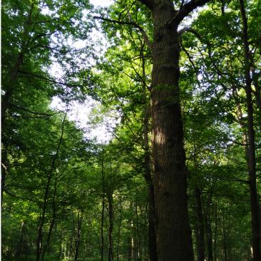 sylva nova forest belgium