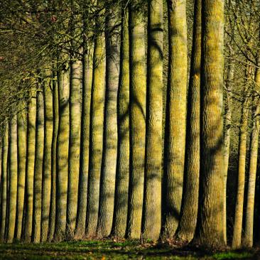 bos forest Belgium Bosgroep Limburg.