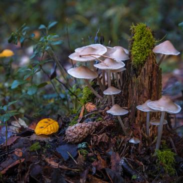 Mushrooms Dmitriy Belenihin (c) FSC Russia.j