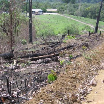 deforestation next to forest concession