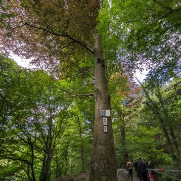 FSC sign in the forest - FSC Belgium GA